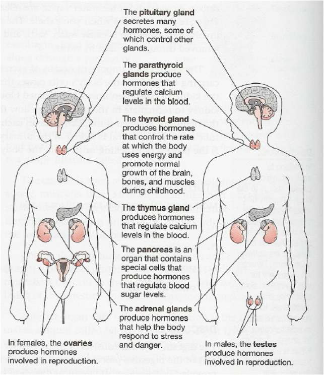 Endocrine Diagram - Endocrine System